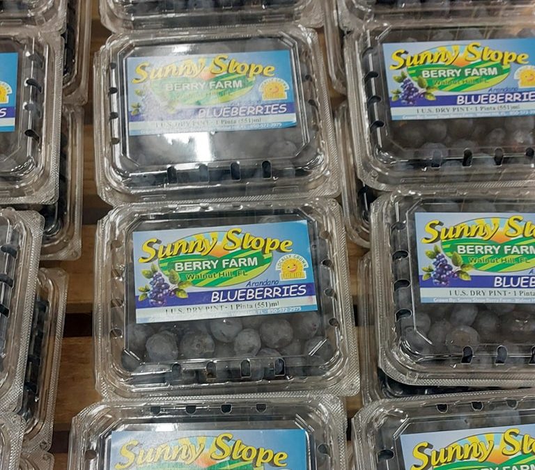 Fresh Picked blueberries!